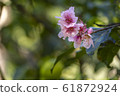 Nectarine blooming flowers 61872924