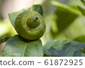 A growing lemon on the tree. 61872925