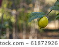 Yellow lemon with a leaf on the tree 61872926