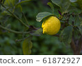 Yellow lemon on tree 61872927