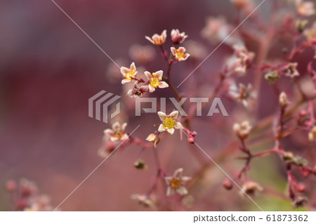 Smoke tree Royal Purple 61873362