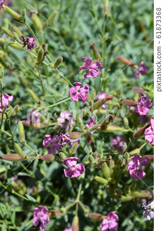 Tufted soapwort Tufted soapwort 61873368