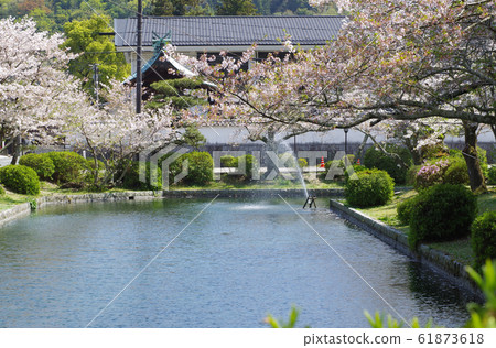 吉岡公園的池塘和櫻花 61873618