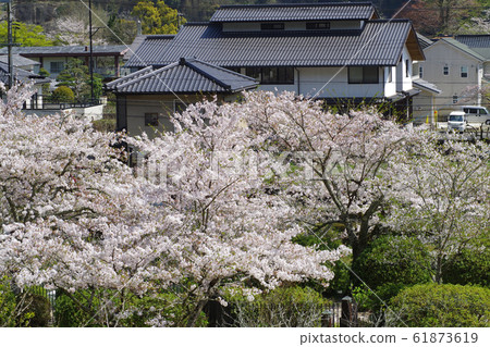 盛開的吉香公園櫻花和私人住宅 盛開的吉香公園櫻花和私人住宅 61873619