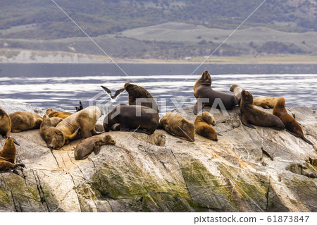 Sea Lions colony. Beagle Channel in Ushuaia, Argentina 61873847