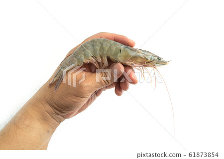 The hands of men are holding fresh raw pacific The hands of men are holding fresh raw pacific 61873854