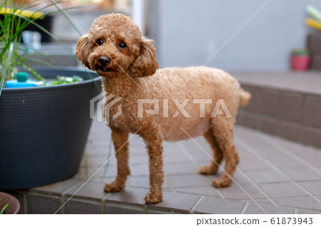 Toy Poodle Pregnant Maternity Dog Toy Poodle Pregnant Maternity Dog 61873943