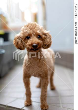 Toy Poodle Pregnant Maternity Dog 61873947