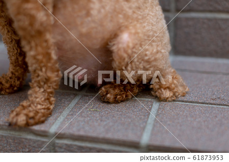 Toy poodle shop 6 weeks pregnant