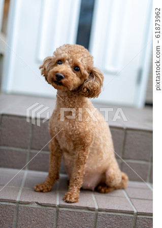 how long will a toy poodle stay pregnant