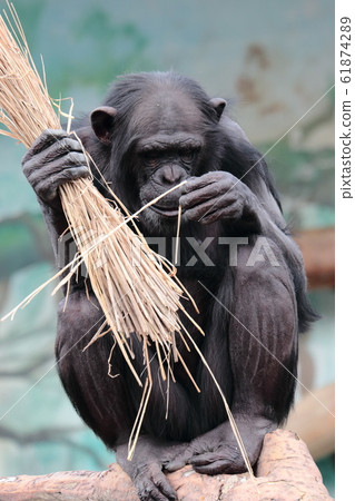 Chimpanzee playing with straw 61874289
