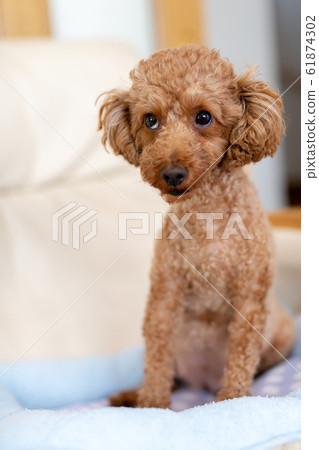 Toy Poodle Pregnant Maternity Dog Stock Photo 61874302 PIXTA