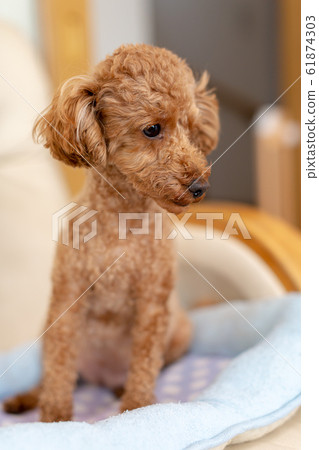 Toy Poodle Pregnant Maternity Dog 61874303