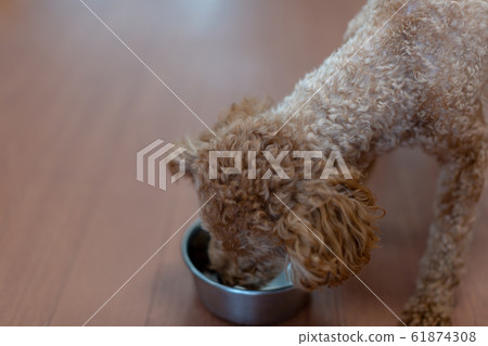 Toy Poodle Pregnant Maternity Dog Toy Poodle Pregnant Maternity Dog 61874308