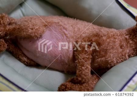 玩具貴賓犬即將分娩前的懷孕狗 61874392