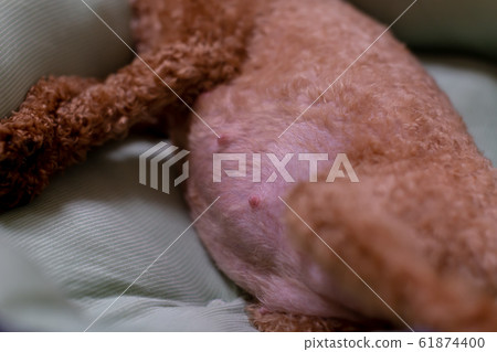 Toy Poodle Pregnant dog just before giving birth Toy Poodle Pregnant dog just before giving birth 61874400