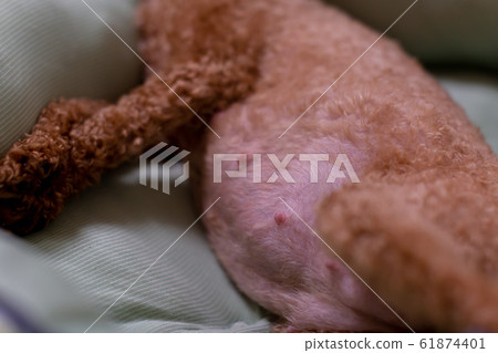 Toy Poodle Pregnant dog just before giving birth Toy Poodle Pregnant dog just before giving birth 61874401