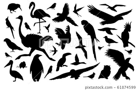 Vector set of different black wild bird silhouette Vector set of different black wild bird silhouette 61874599