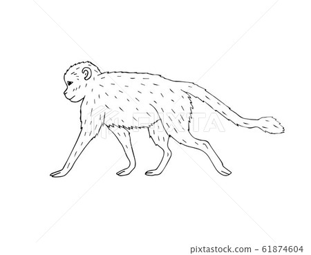 Vector hand drawn doodle sketch monkey Vector hand drawn doodle sketch monkey 61874604