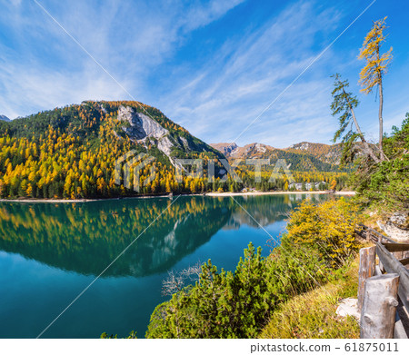 Autumn peaceful alpine lake Braies or Pragser 61875011