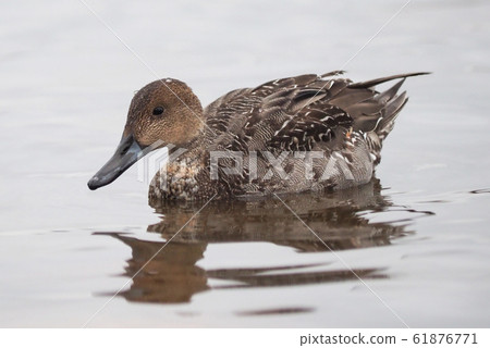 pintail duck on the lake 61876771