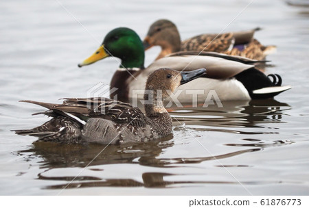pintail duck on the lake 61876773