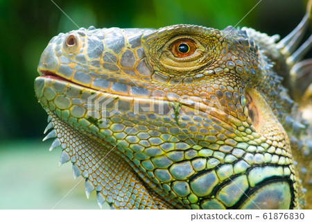 Iguana face close-up 61876830