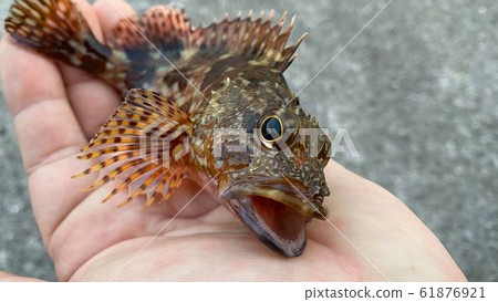 Hand riding aracab 61876921