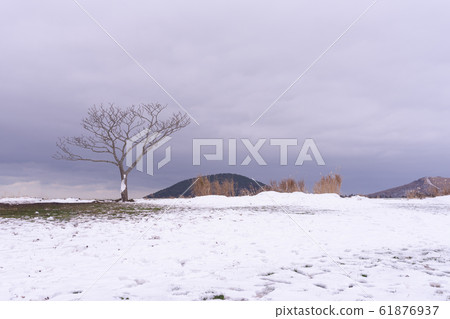 Solo Bullying Tree Covered in Snow 61876937