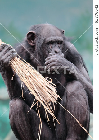 黑猩猩玩稻草 黑猩猩玩稻草 61876942