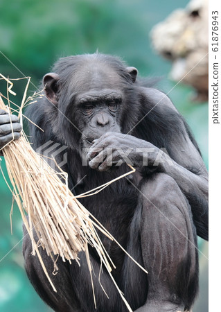 黑猩猩玩稻草 黑猩猩玩稻草 61876943