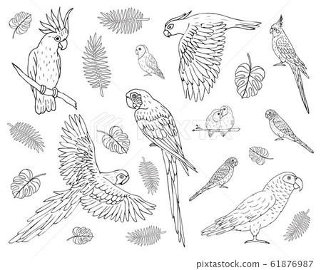 Vector set bundle of hand drawn different parrot Vector set bundle of hand drawn different parrot 61876987