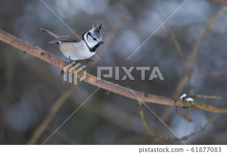 tit bird in the forest. winter 61877083