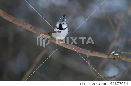 tit bird in the forest. winter 61877084