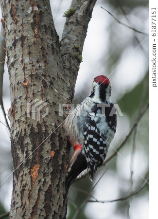 woodpecker on a tree trunk in the forest woodpecker on a tree trunk in the forest 61877151