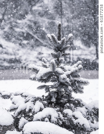 Fluffy spruce in heavy snow. Large snow flakes 61877258