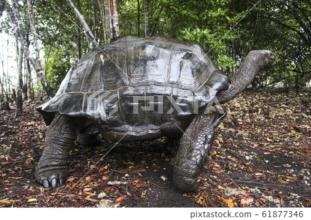 giant turtle in firest giant turtle in firest 61877346