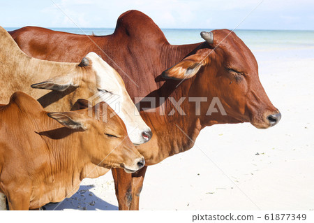 herd of cows at beach 61877349