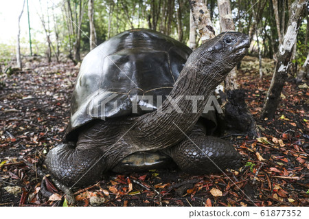 giant turtle in firest 61877352