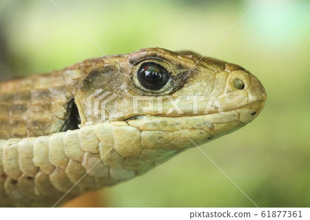 close-up of snake 61877361