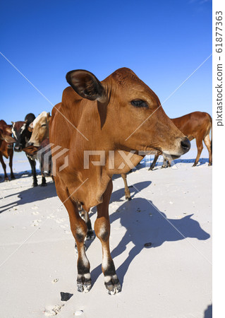 herd of cows at beach 61877363