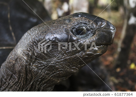 giant turtle in firest 61877364