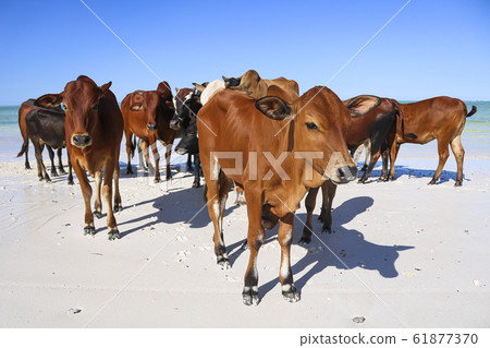 herd of cows at beach 61877370