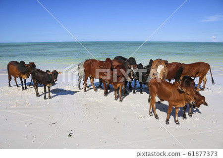 herd of brown cows at beach in zanzibar 61877373