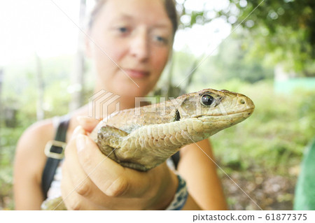 woman holding snake 61877375