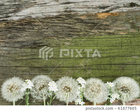 Beautiful dandelions lying on a white table Beautiful dandelions lying on a white table 61877605