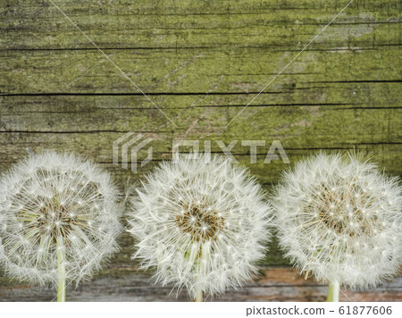 Beautiful dandelions lying on a white table Beautiful dandelions lying on a white table 61877606