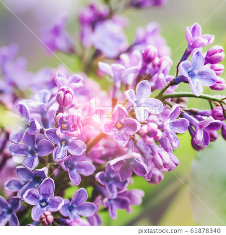 Early spring flowers on a grass background Early spring flowers on a grass background 61878340