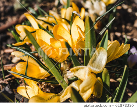 Early spring flowers on a grass background Early spring flowers on a grass background 61878350