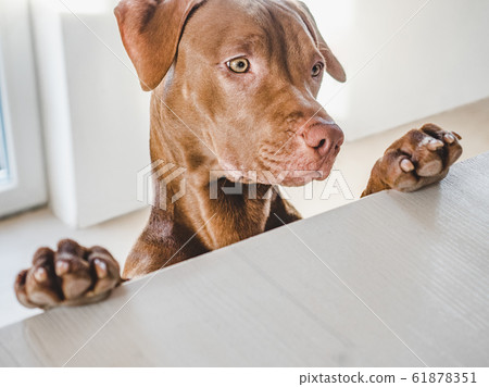 Lovable, pretty puppy of chocolate color. Closeup Lovable, pretty puppy of chocolate color. Closeup 61878351